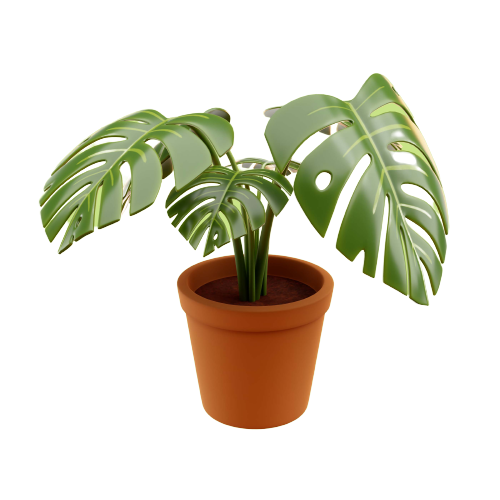 Image d'une plante